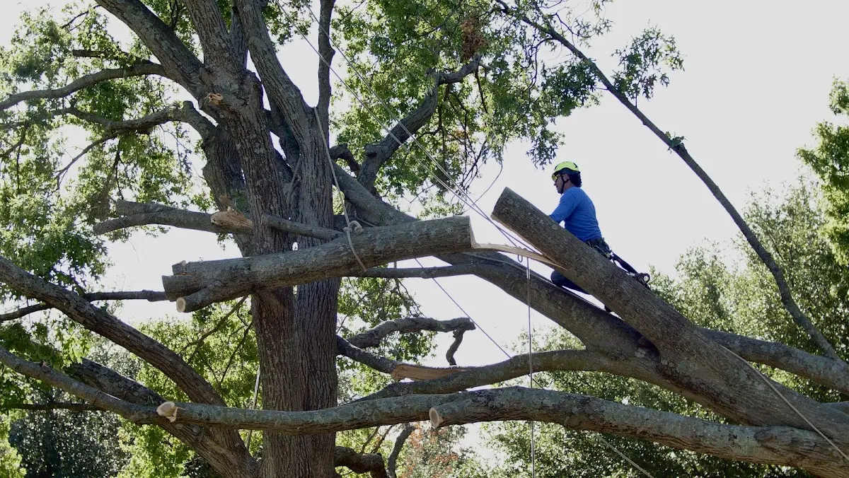 Professional Crown Thinning performed by certified arborists in Santa