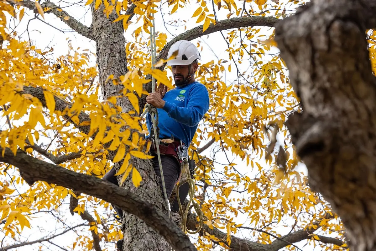 Skilled Tree Planing crew working in Santa