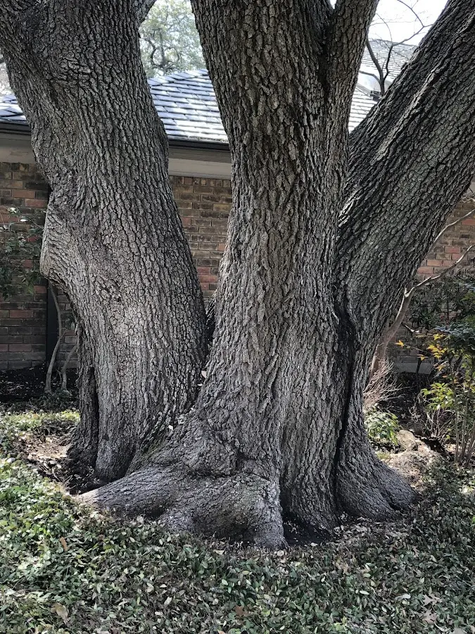 Mature heritage tree close to a Santa property cared for by certified arborists